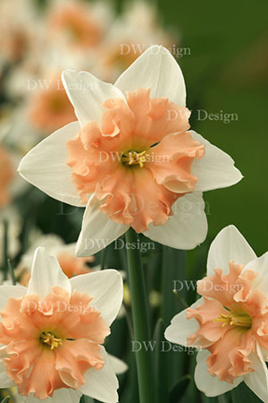 narcissus dear love
